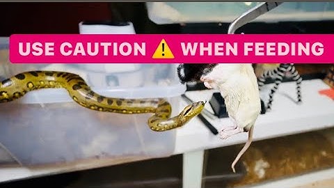 LIVE FEEDING -  2 Green Anacondas EATING  RATS, 2021 Ball Pythons step UP BIG in MEALS