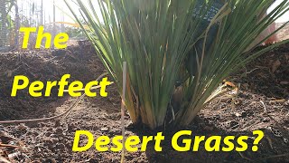 The Perfect Desert Grass? | Spent Brewers Grain for Livestock