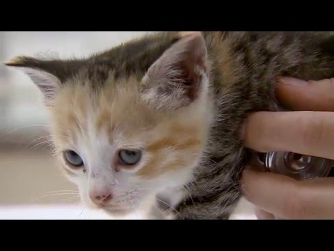 რა საჭირო პროცედურებია კნუტისთვის აუცილებელი