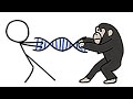 Human and Chimpanzee DNA Comparison