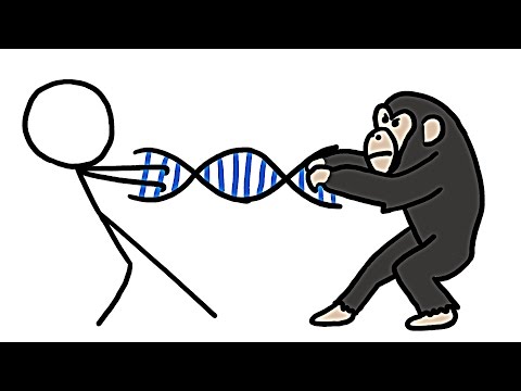 Video: Similarities Between Human And Chimpanzee DNA. Evidence For Evolution? - Alternative View