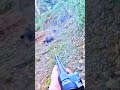 Дикий кабан | Опасная охота и идеальный выстрел016#охота#кабан#охотанакaбана#дикийкабан