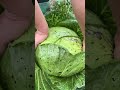 Cabbage Cultivation and Harvest Process