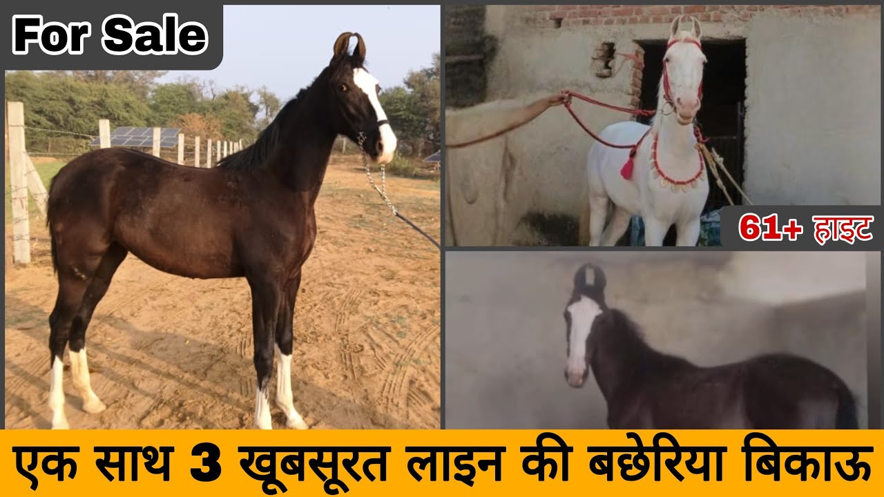 तीन बेहतरीन अलग - अलग लाइन की बछेरिया वाजिब कीमतों में बिकाऊ। #luxuryhorseworld #horseforsale 
