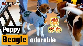 The encounter with a beagle puppy! 【激カワ】パピィビーグルに遭遇