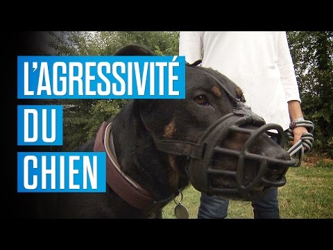 Vidéo: Agression Chez Les Chiens Envers Des Personnes Familières