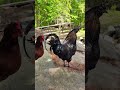 Meet Ellio Part Ayam Cemani part Rosecomer