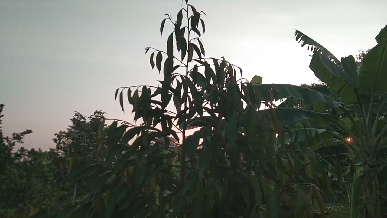 เทคนิคทำให้ทุเรียนใบหนานุ่มสู้แดดได้ดีทำได้ง่ายๆๆ#ทุเรียนเล็ก#