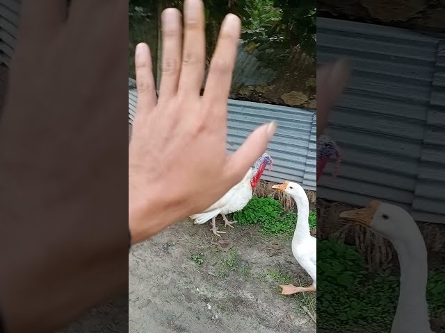 SHORT | AYAM KALKUN BERKOKOK -ORANG KAMPUNG 😂  - Turkey in Indonesia class=