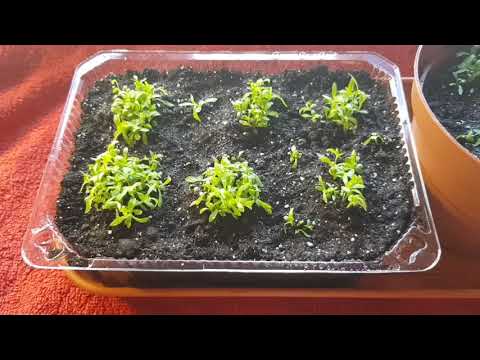 Тысячелистник жемчужница