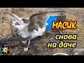 🐥🏡 #25 Птенец морской чайки вернулся на дачу