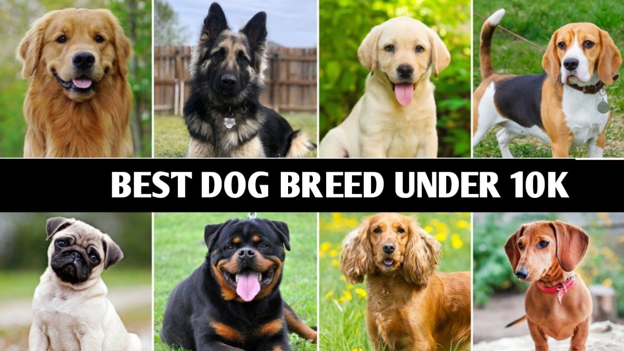 Dog under 10000 Rs l Dog price in India 2022 l Dogs price list Rs 5000