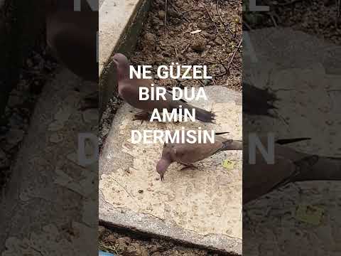 NE GÜZEL BİR DUA AMİN DERMİSİN