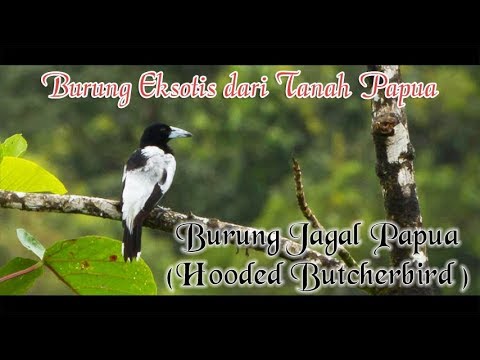 Repeat Jagal Papua Hooded Butcherbird By Novel Harianto You2repeat