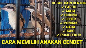 CARA MEMILIH ANAKAN CENDET BAGUS DAN PROSPEK, DETAIL DARI PARUH SAMPAI EKOR
