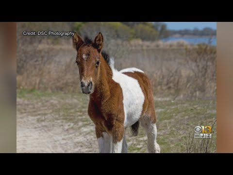 Видео: Chincoteague-ийн зэрлэг одой морь - Assateague Island Ponies - Өдөр тутмын мал эмнэлэг