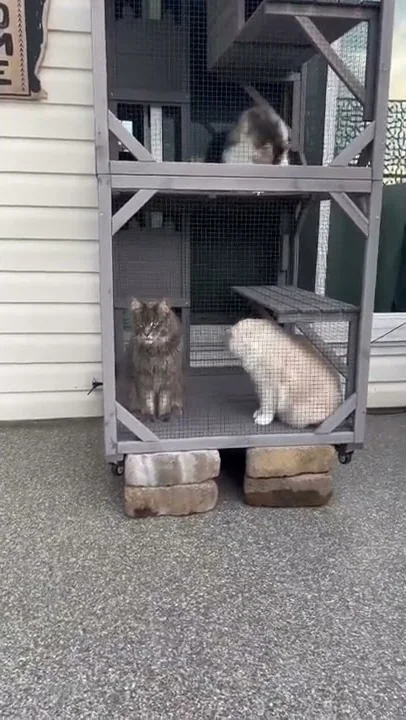 Watch the video about Maine Coon Cat & Ragdoll Cat Love Sunny Days