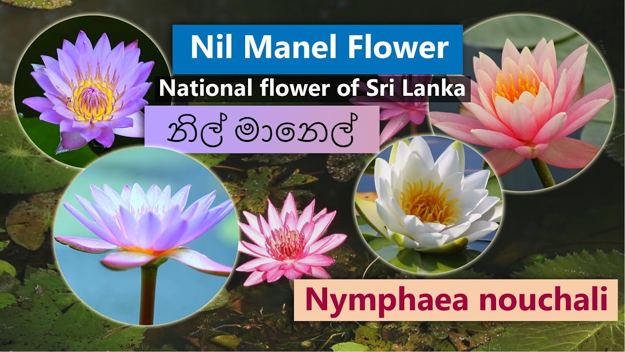 Nil Manel Nymphaea Nouchali නිල් මානෙල් Youtube