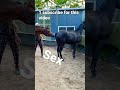 horse  love .horse mating .horse sex videos.#trending #shorts #subscribe