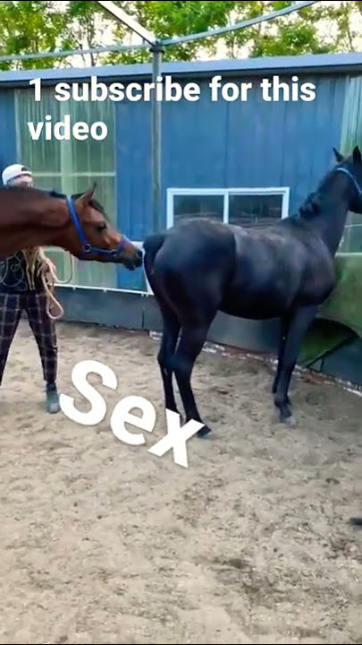 horse  love .horse mating .horse sex videos.#trending #shorts #subscribe