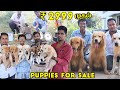 Puppies For Sale 2999/- | Dog For Sale | All Breed&#39;s Available | Quality Puppies Dog Kennel in Tamil