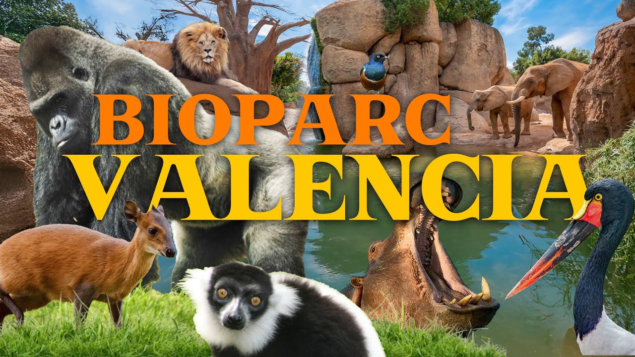 Bioparc Valencia - a must see zoo in Europe? | Zoo Review