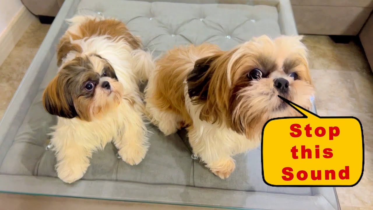 dogs-tilting-their-head-to-weird-sounds-funny-dog-reactions-shih