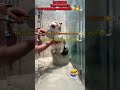 RANKING THE FUNNIEST CAT BATHING MOMENTS 😂🐱🛁 #funny #cat #funnyanimals