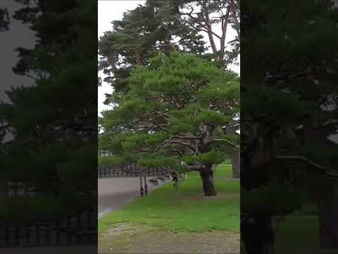 北海道　五稜郭　函館市　北海道一周 　車中泊の旅　Japan Hokkaido Goryokaku Hakodate City#hokkaido  #北海道　 #shorts　＃Japan　＃五稜郭