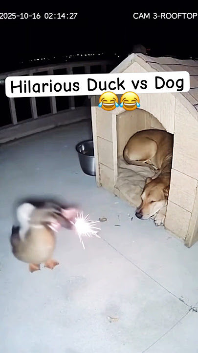 Momen Lucu Bebek vs Anjing - Jangan Main-main dengan Bebek 😂