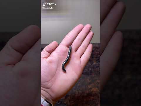 اغرب حشره في العالم تنمو حتى ٤٠ سنتي في دقيقه