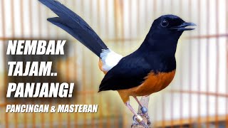 MATERI JUARA LOMBA!! MURAI BATU GACOR FULL SPEED ROLL NEMBAK PANJANG COCOK BUAT MASTERAN & PANCINGAN