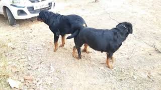 leo matting || puppies available || by Dog baba Lucky dagar 5,161 views 2 years ago 1 minute, 51 seconds