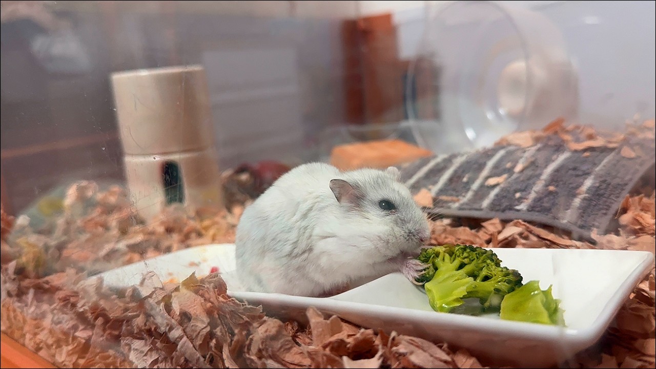 ハムスター】高齢を感じさせないジャンガリアンハムスター【4K】A