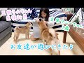 【お友達が遊びに遊びに来たよ】豆柴サニラムちゃん #25