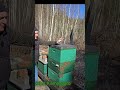 Buckfast linia Kilimangaro duża siła , w marcu , zdrowe pszczoły #foryou #beekeeping #pszczoły #bees