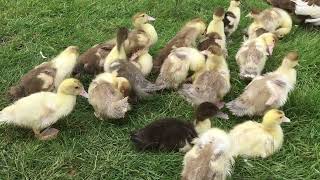 Muscovy Ducklings growth ~ 22 to 28 days old