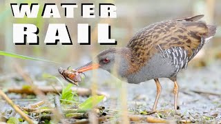 Water Rail Bird With A Hard Prey