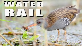 Water rail bird with a hard prey