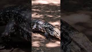Argentina’s Smartest Lizard? The Black & White Tegu!
