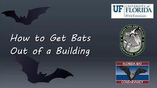 How to Get Bats out of a Building