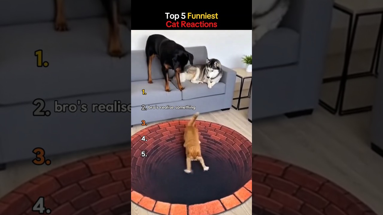 FUNNY CAT REACTIONS 😁