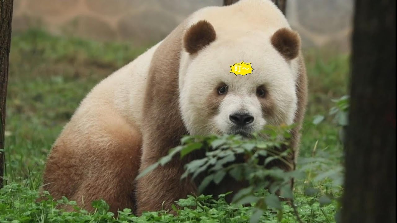 Brown Giant Panda Qizai七仔呆萌已去,现在是霸总 - YouTube