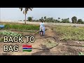 Back to BAG and more tomatoes being harvested