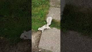 Weird little guy, what are you? Non-albino white squirrel? Or IRL monkey-cat? #shorts #ghostsquirrel