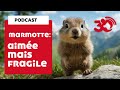 PODCAST - LES MARMOTTES, DES ETRES AIMES MAIS FRAGILISES