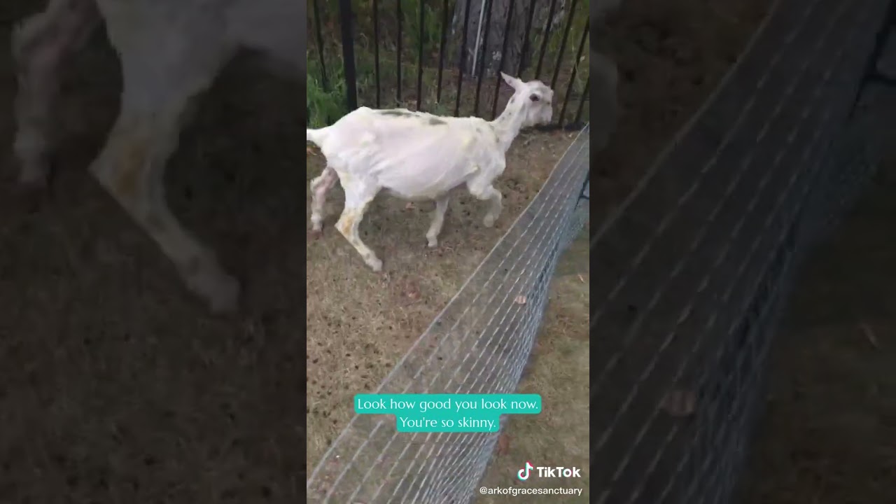 Welcome to the Ark: Graham!