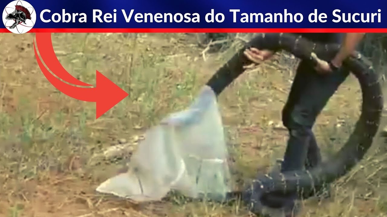 Cobra Rei Venenosa do tamanho de Sucuri | Biólogo Henrique o Biólogo das Cobras