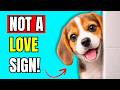 When Dogs Follow You to the Bathroom, It Really Means THIS!