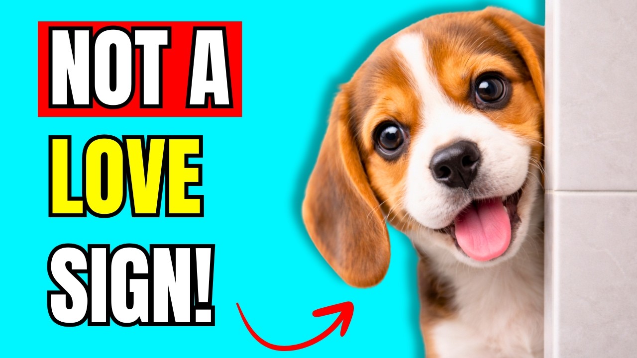 When Dogs Follow You to the Bathroom, It Really Means THIS!